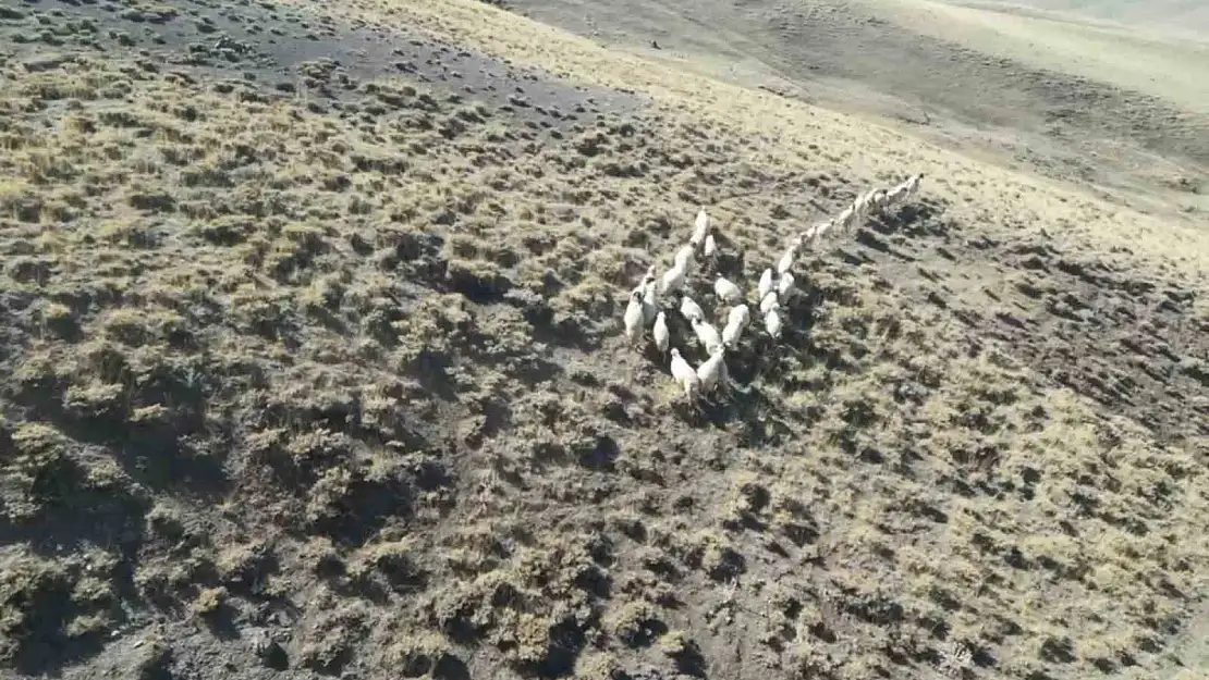 Vanlı öğretmen kaybolan 30 koyunu dronla buldu