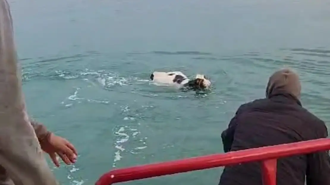 Kasabından elinden kaçan dana Van Gölü'ne girdi