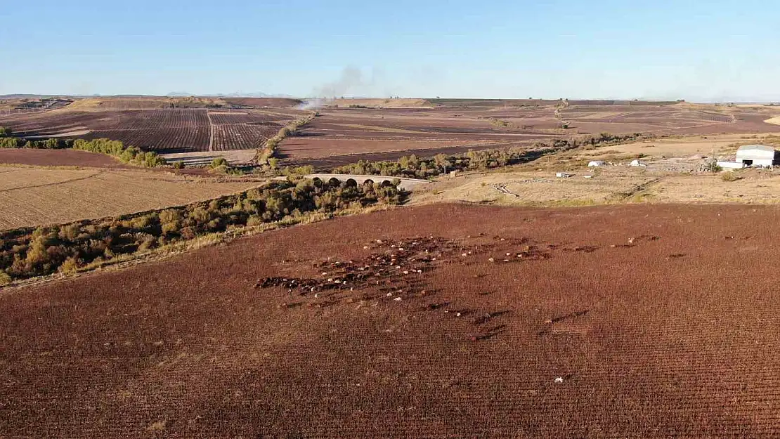 Diyarbakır'da dron gören Kangal köpeği böyle tepki gösterdi