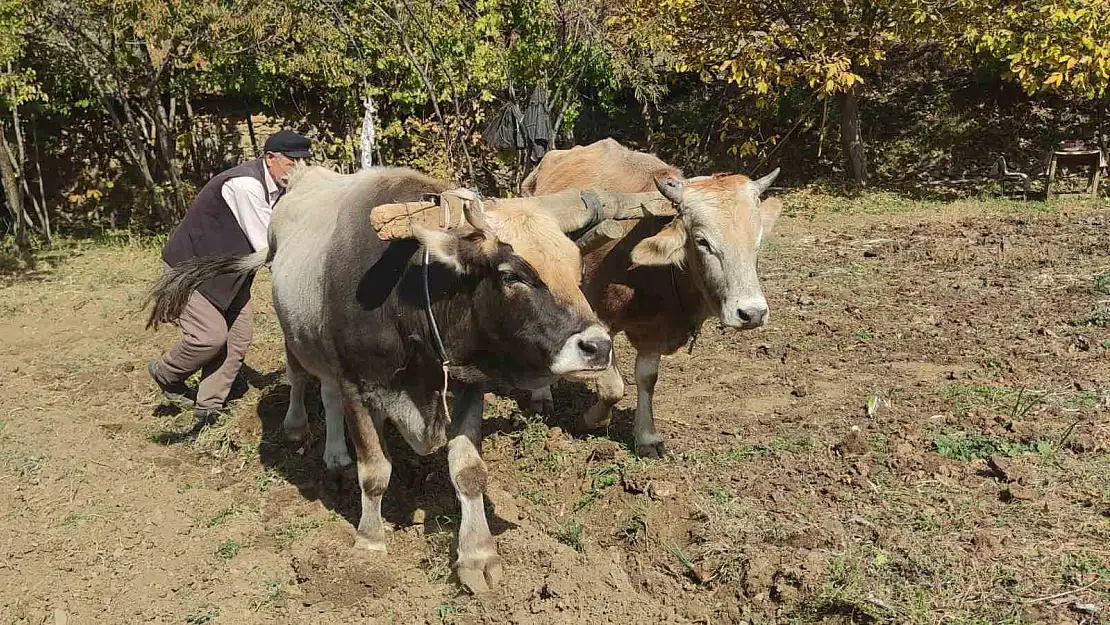 Bitlis'teki bu köyde tarım karasabanla yapılıyor