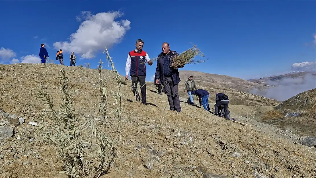 Erzurum'da tuz çalısı fideleri meraları verimli hale getirecek