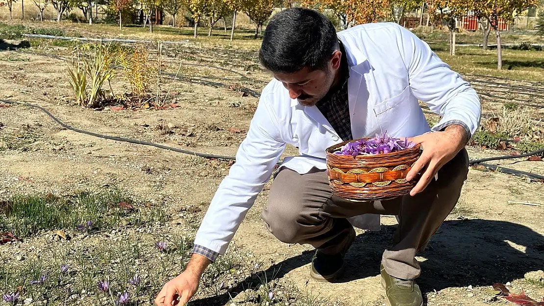 Van'da deneme amaçlı ekilen safran, toprağı sevdi