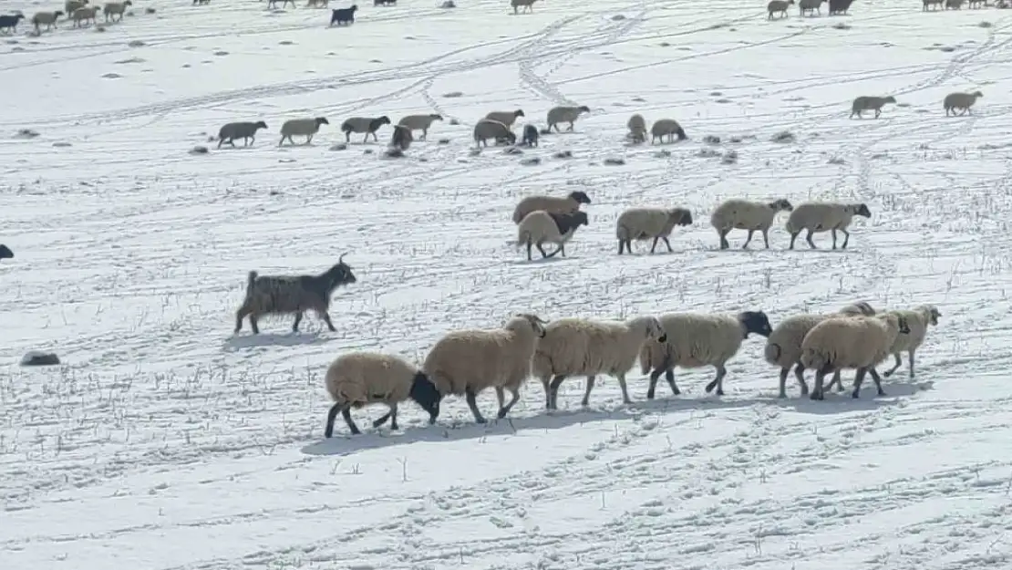 Van'da besicilerin zorlu kış serüveni başladı