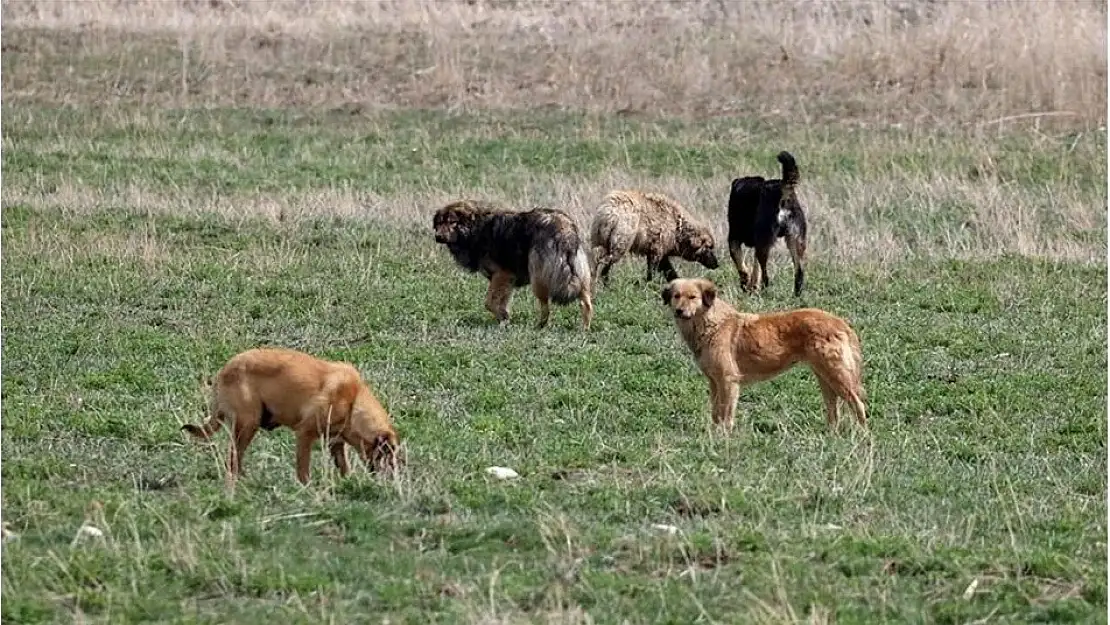 Başıboş sokak köpekleri 'beyaz kanser' tehlikesi yayıyor