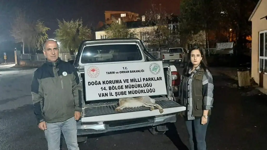 Van'da Yasadışı Tavşan Avı