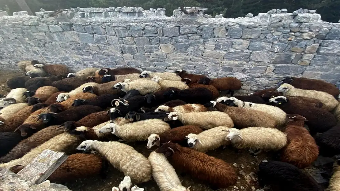 Kars'ta hırsızlar tarafından çalınan küçükbaş hayvanların bir kısmı bulundu