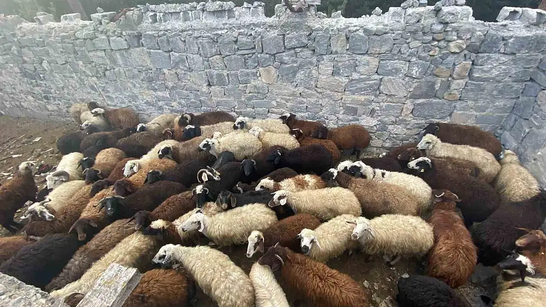 Kars'ta çalınan hayvanlar bulundu