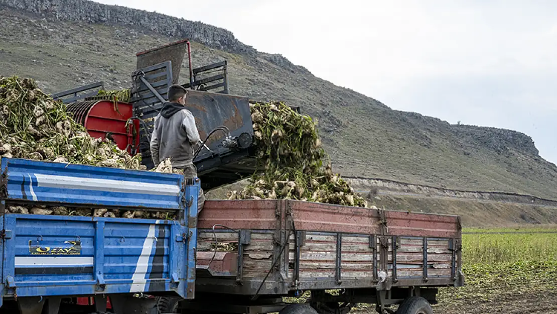 Kars'ta çiftçiler pancarları toplamak için zamanla yarışıyor