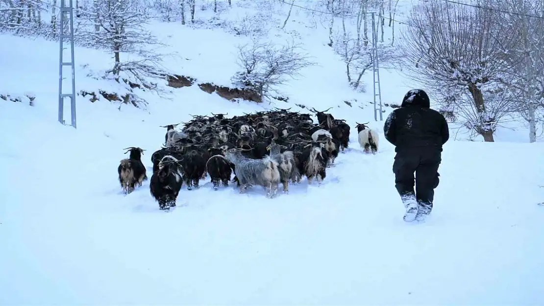 Muş'ta Besicilerin Zorlu Yolculuğu