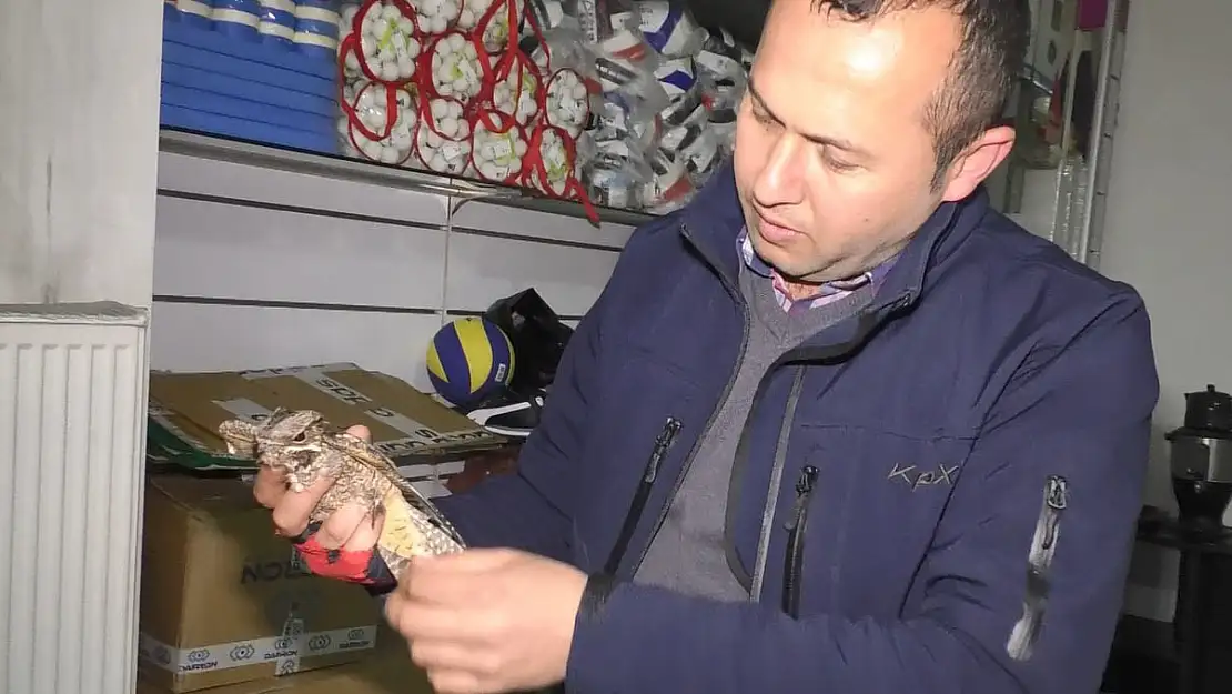 Ağrı'da Ebabil kuşunu görenler gözlerine inanamadı