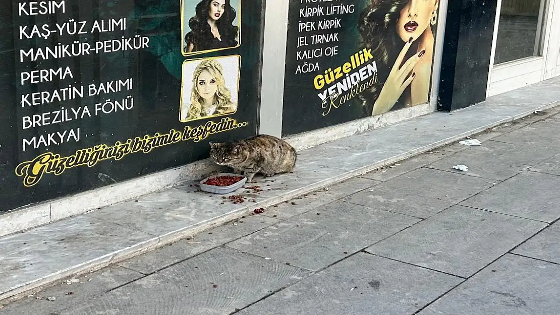 Ağrı'da Güneşli Havalar Sokak Hayvanlarını Sevindirdi