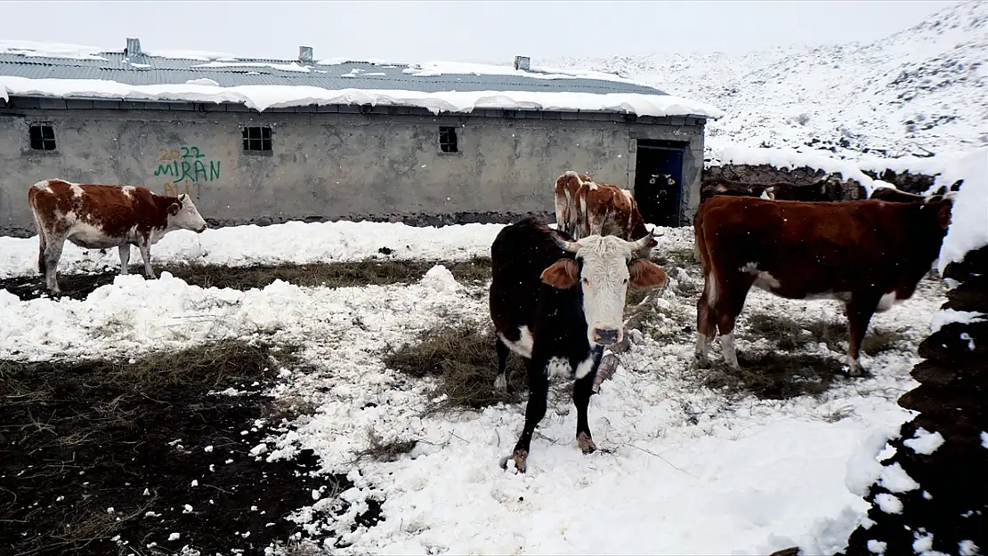 Iğdır'da karın altında besicilerin zorlu mesaisi başladı