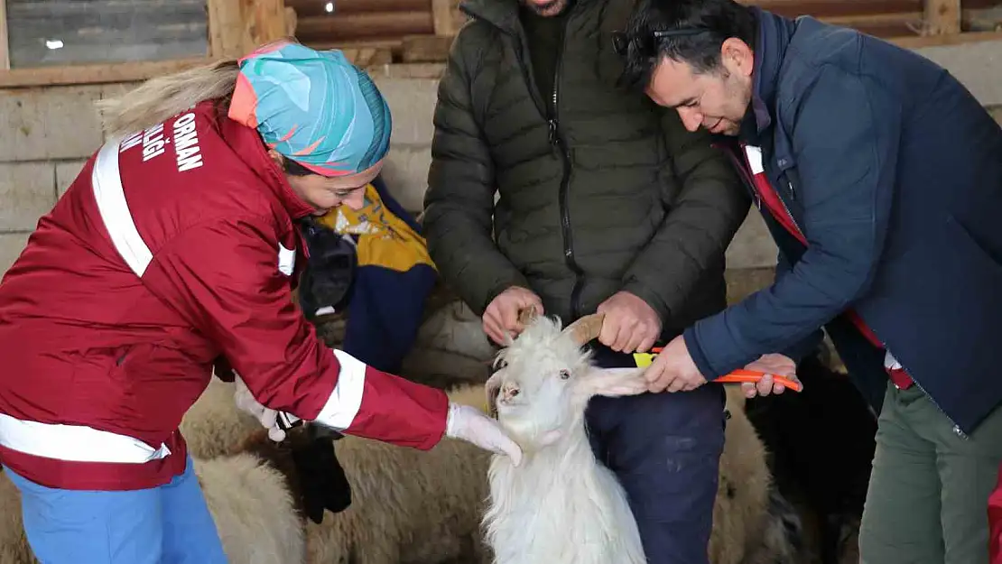 Van'da zorlu kış şartlarına rağmen hayvanlar ihmal edilmiyor