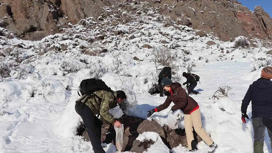 Erzurum'da keklikler için doğaya yem bırakıldı