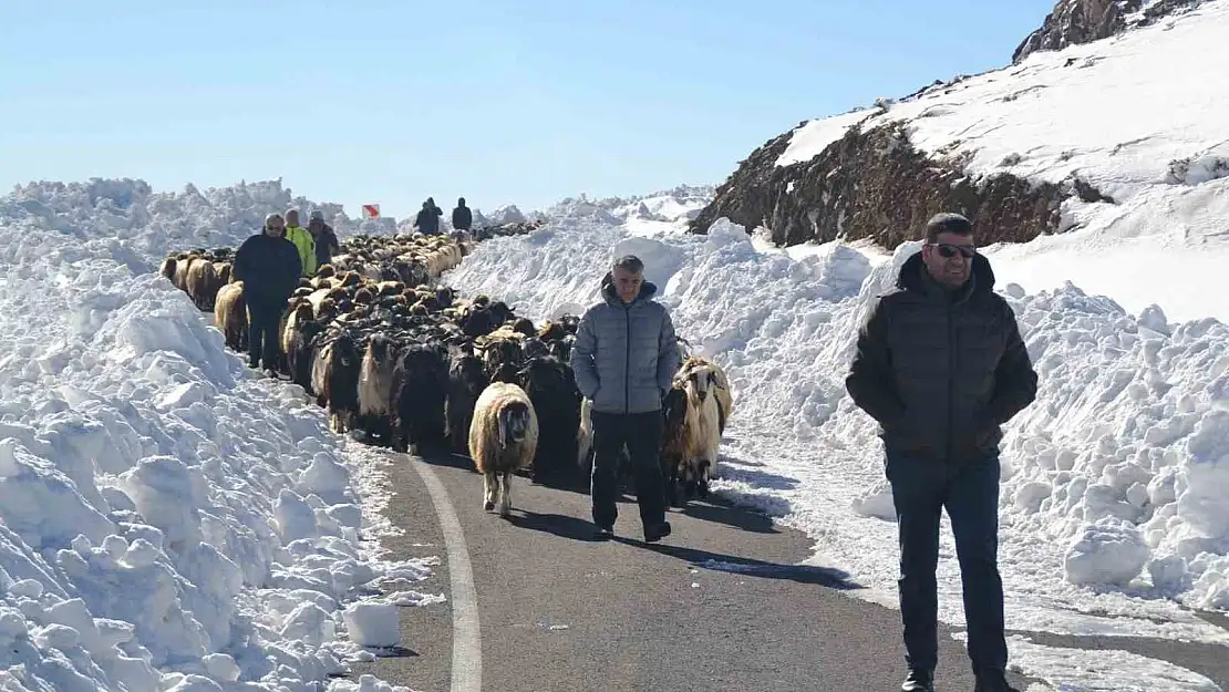 Muş'ta 2 bin koyun karda mahsur kaldı