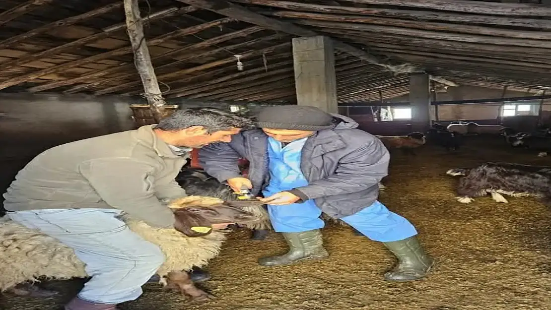 Güroymak'ta Küçükbaş Hayvanlar İçin Aşı ve Küpeleme Devam Ediyor