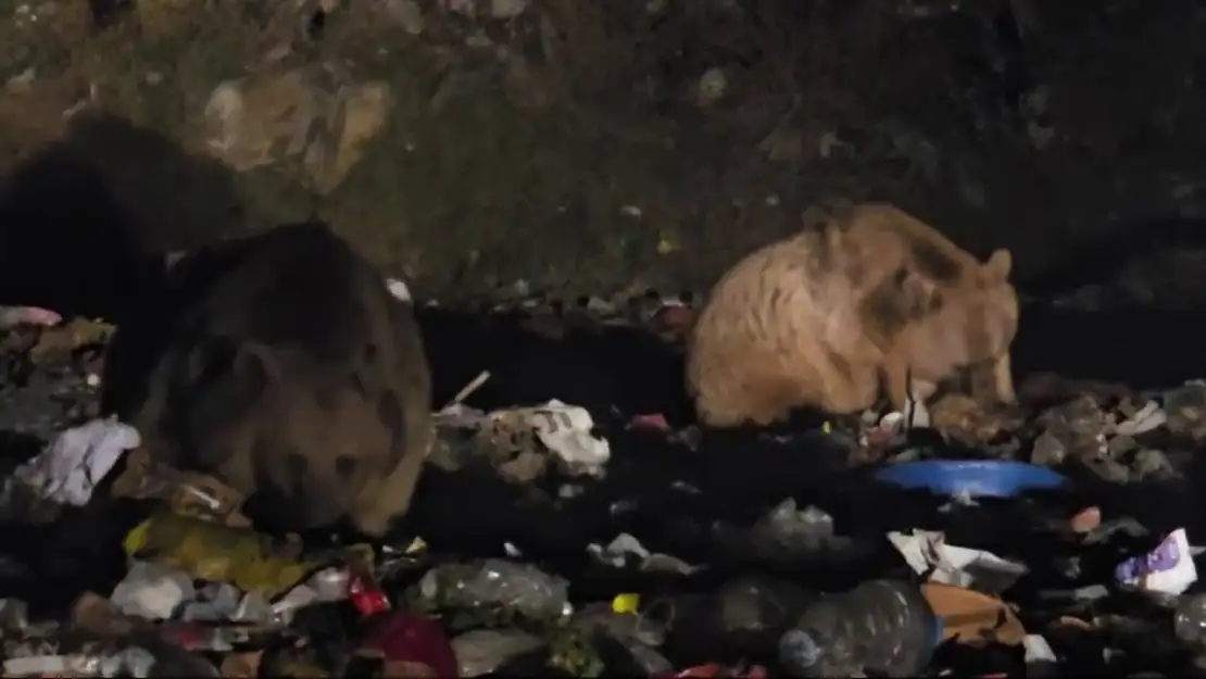 Erzurum'da boz ayılar ve tilkiler çöplükte yiyecek aradı