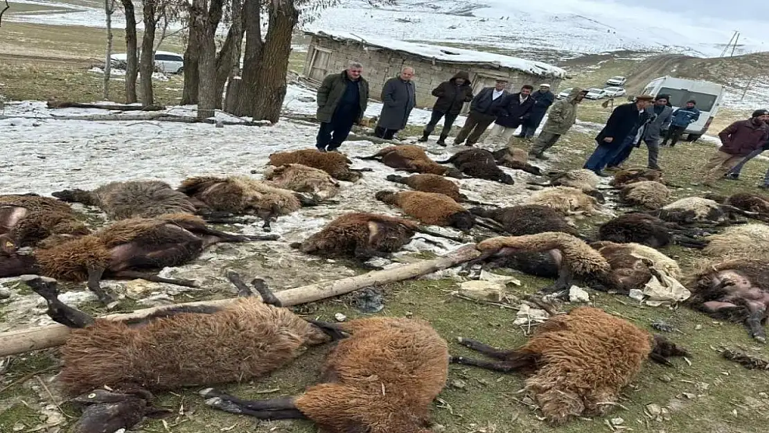 Muş'ta Ahır Çöktü: 30 Küçükbaş Hayvan Telef Oldu