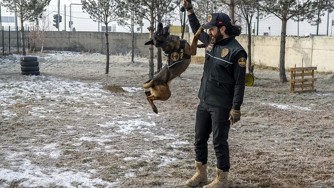 Kars'ın hassas burnu 'Şila', uyuşturucu operasyonlarının vazgeçilmezi