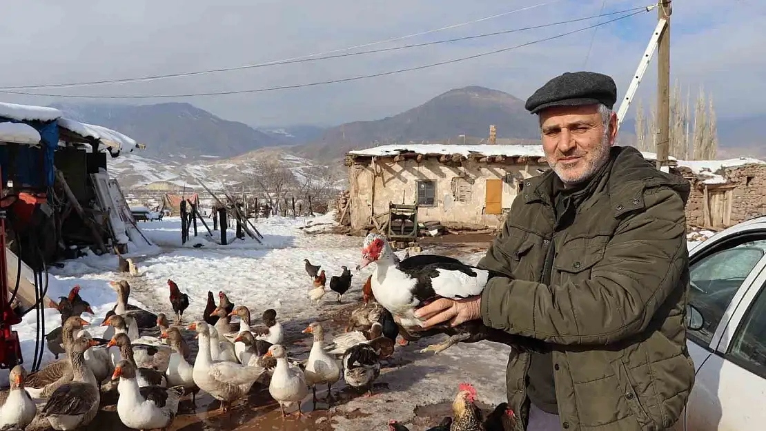 Erzurum'da bitkin halde bulunan yaban kazı, misafir edildiği kümesi sahiplendi