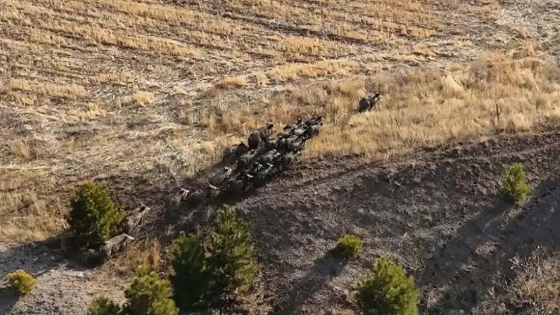 Bitlis'te domuz sürüsü görüntülendi