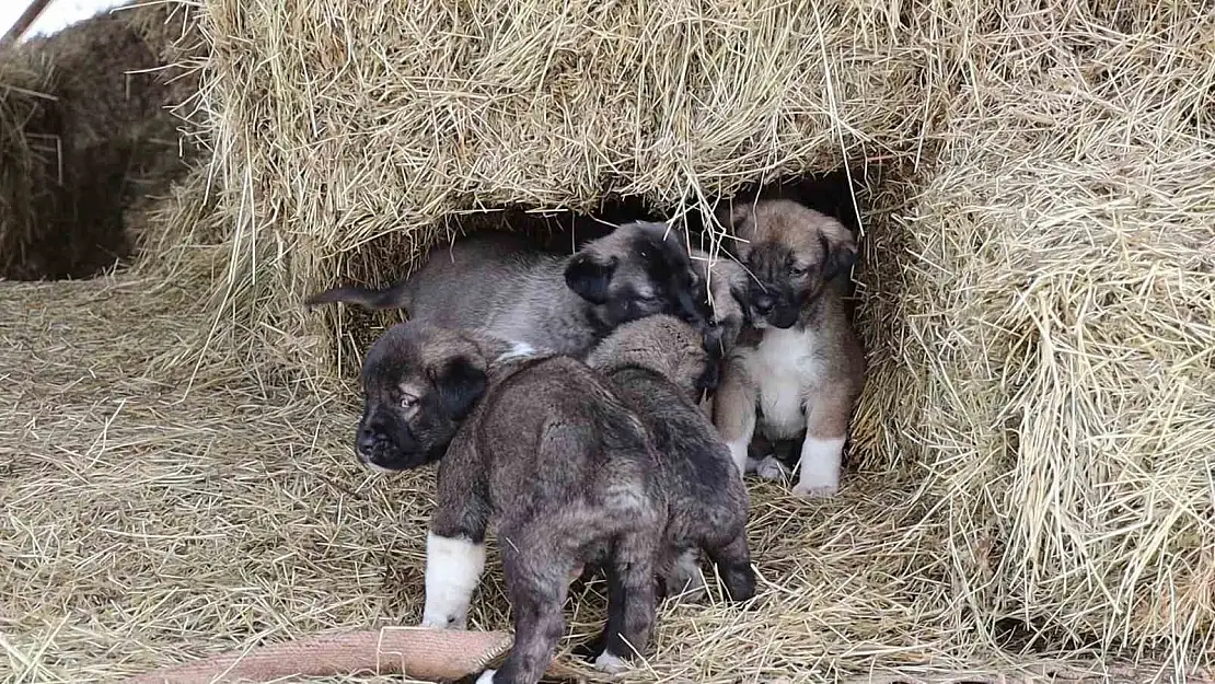 Erzurum'da kuyruksuz doğan köpek yavruları sahiplerini şaşırttı