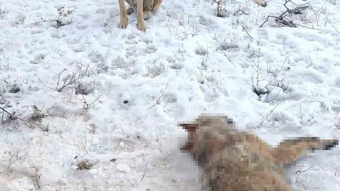 Bitlis'te sürüye saldıran kurdu, çoban köpekleri telef etti