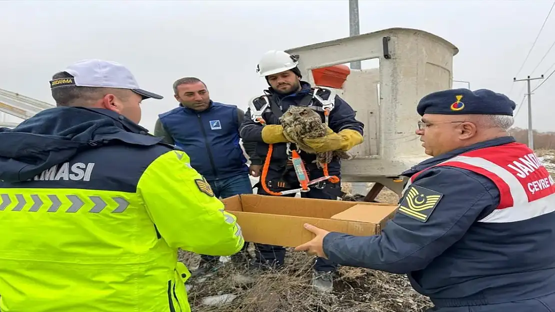 Varto'da Elektrik Tellerine Sıkışan Yaralı Puhu Kurtarıldı