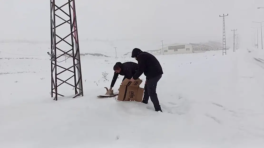 Erzurum polisinden sokak hayvanlarına şefkat eli