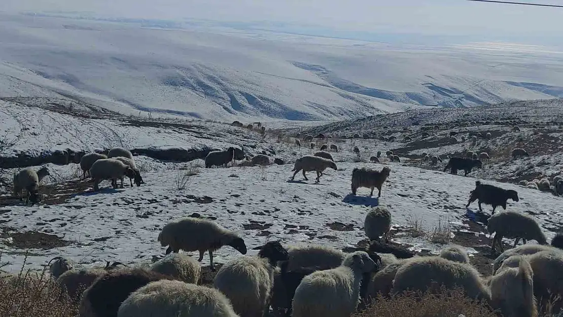 Van'da çobanların zorlu kış mesaisi