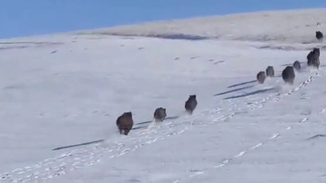 Ağrı'da yol kenarında dev domuz sürüsü görüntülendi