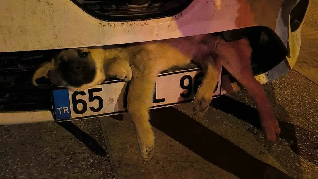 Van'da otomobilin çarptığı köpek tampona sıkıştı