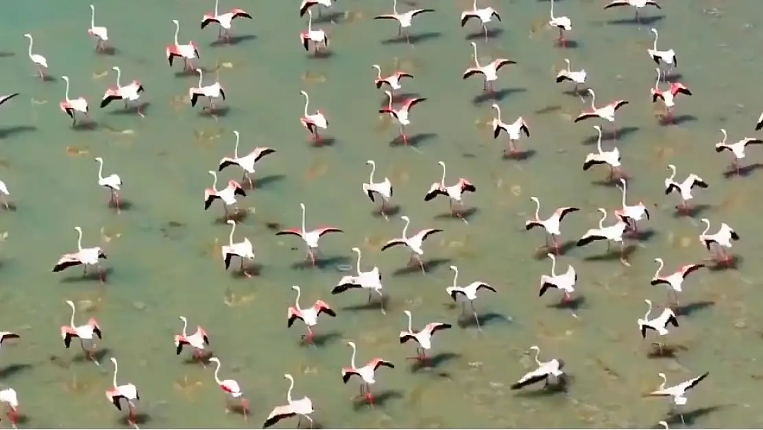 Flamingolar Van Gölü havzasını mesken tuttu