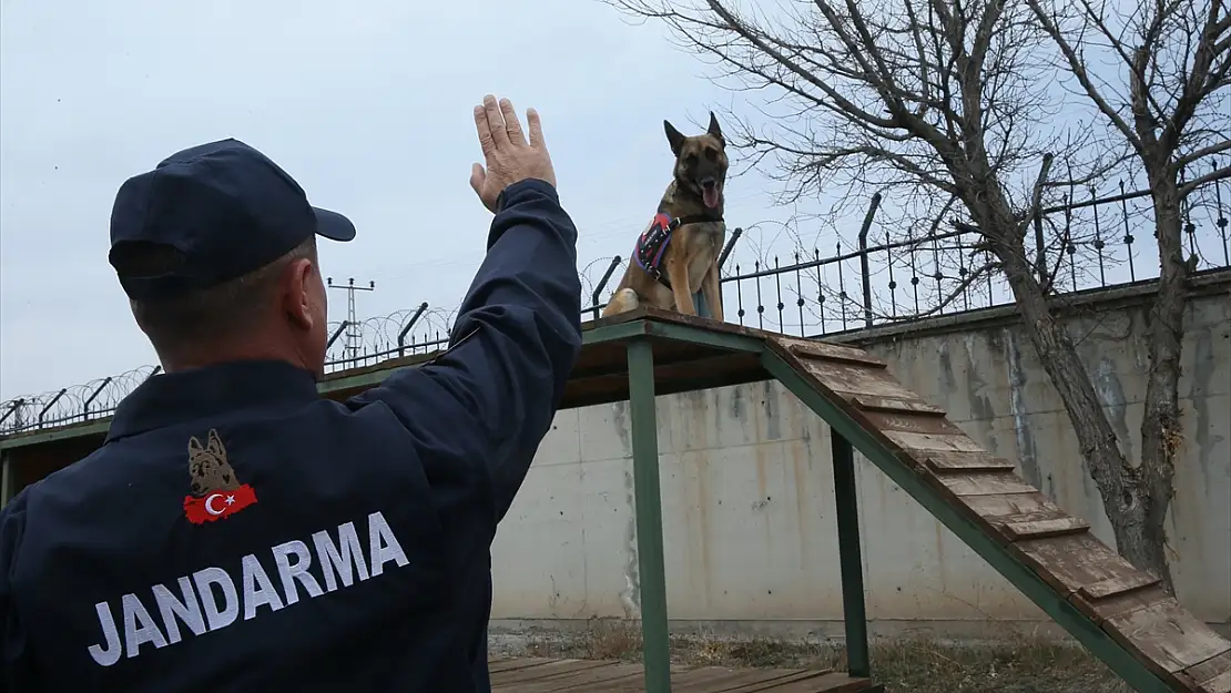 Kars'ta hassas burunlu köpekler güvenlik ve kurtarma operasyonlarının vazgeçilmezi