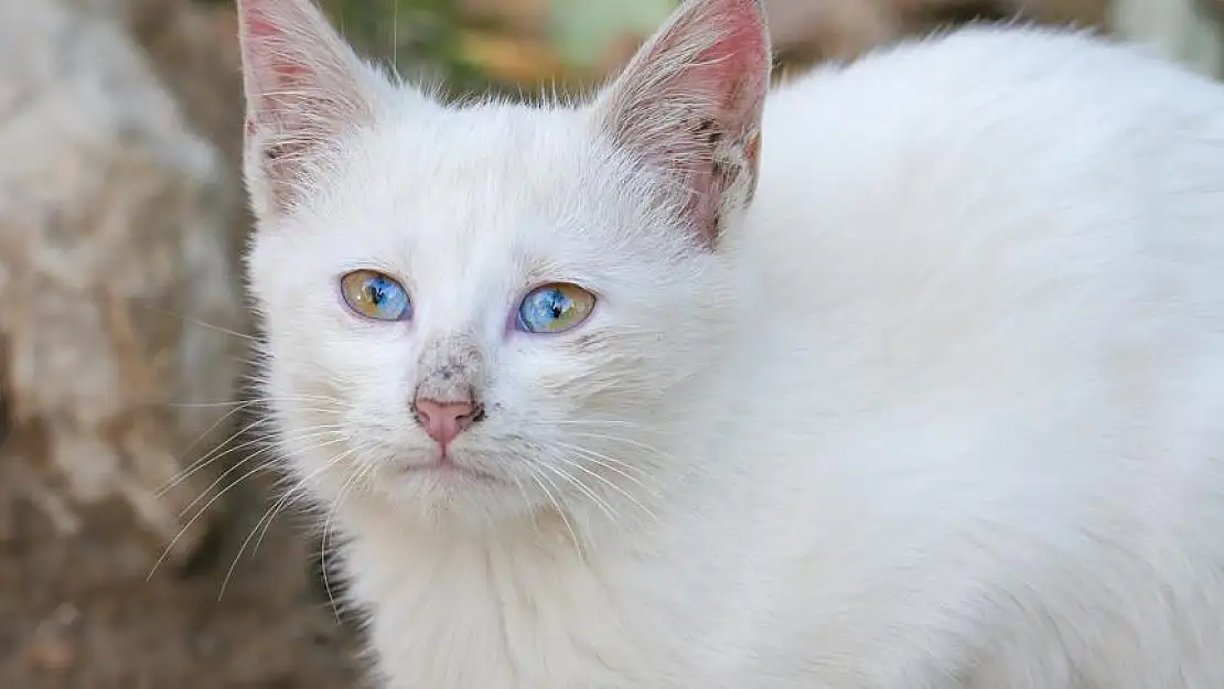 Ağrı'da kedi kurtarma operasyonu