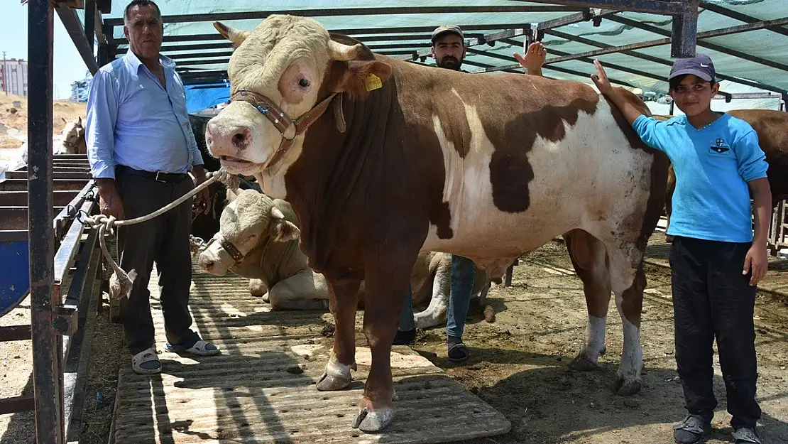 Ağrı'dan giden 'Paşa' isimli dana 17 bin 500 TL'ye satıldı