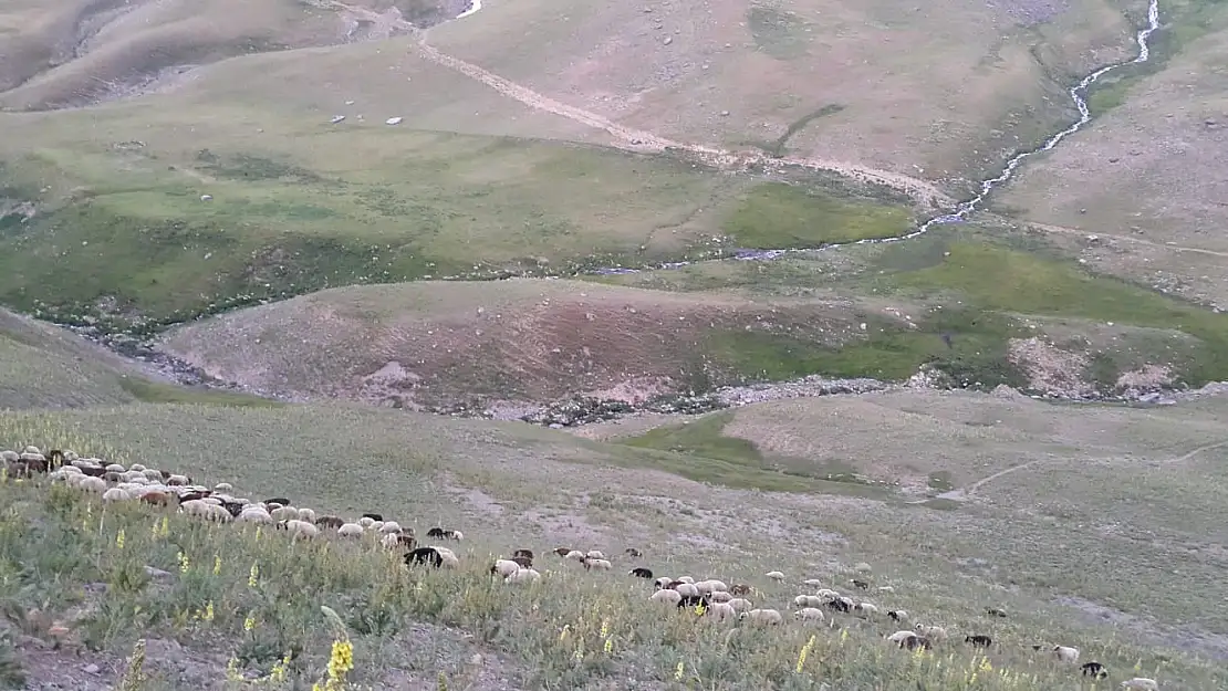 Ağrı'da kurbanlık sevkiyatı hızlandı