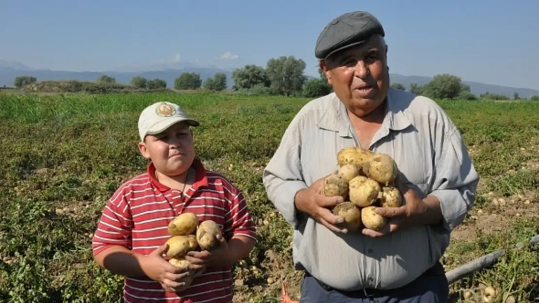 Patates hasadı fiyatları düşürecek