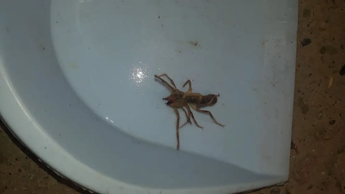 Ağrı Taşlıçay'da köyde sarıkız örümceği alarmı