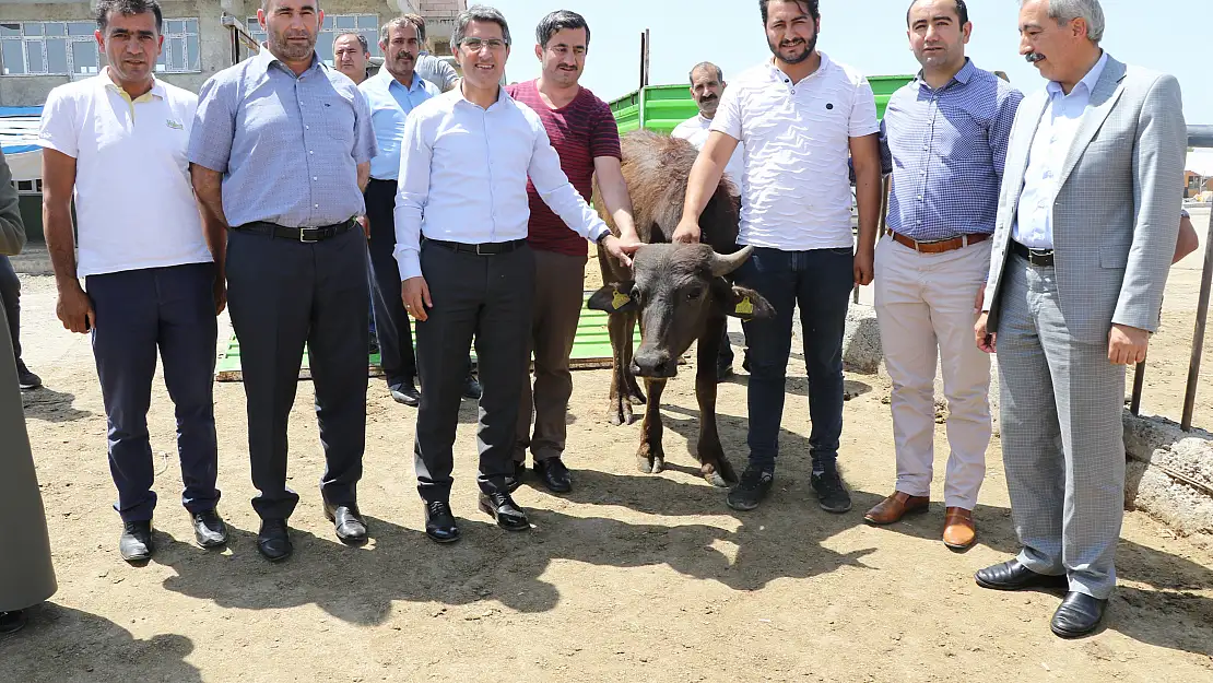Ağrı'da genç çiftçilere manda dağıtımı yapıldı