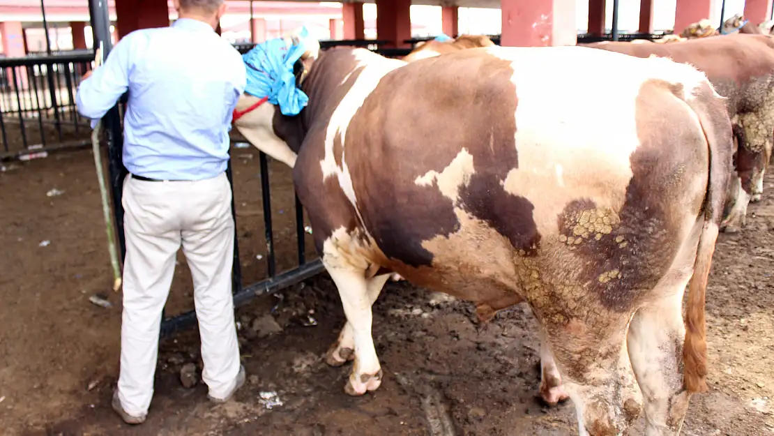 Ağrı'da kurban hareketliliği yaşanıyor