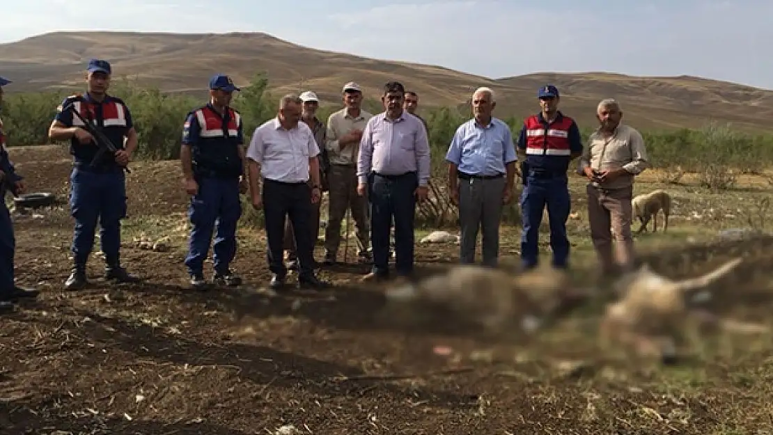 Sürüye saldıran kurtlar 78 koyunu telef etti