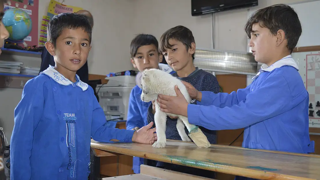 Yavru Köpek 'Garip' Köy Okulu'nda yaşıyor