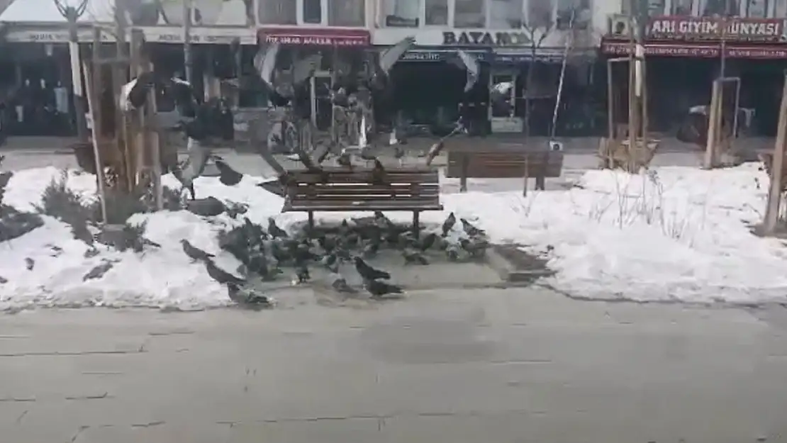 Aç kalan kuşların karnını esnaf doyuruyor