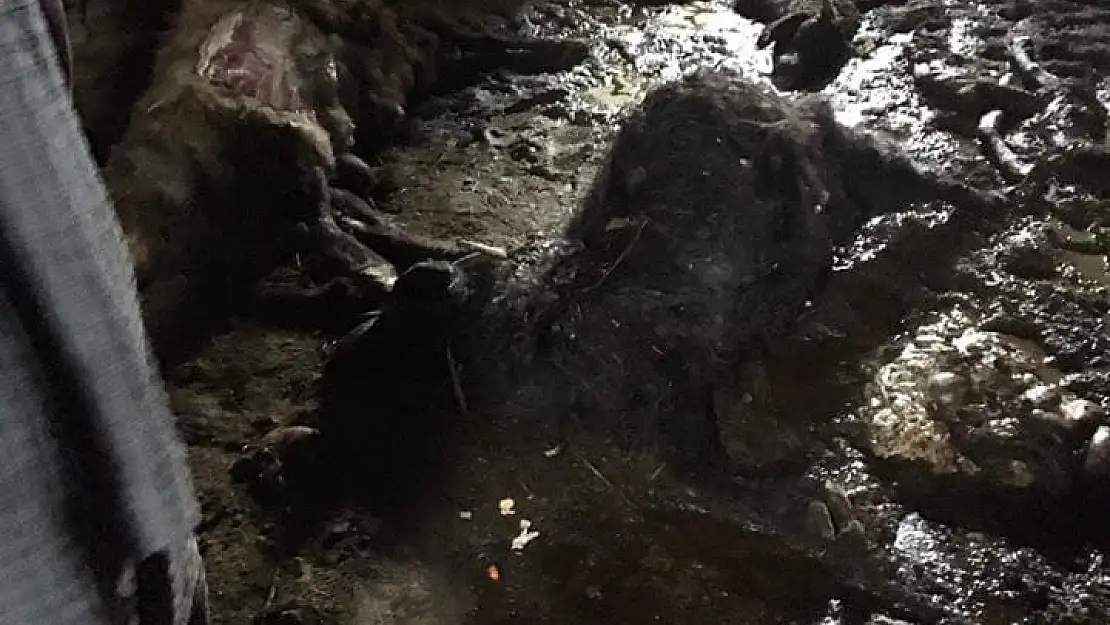 Ağrı'da kurtlar 30 koyunu telef etti