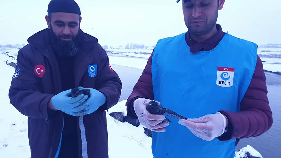 Ağrı'da donmak üzere olan kargaları yardım ekibi kurtardı