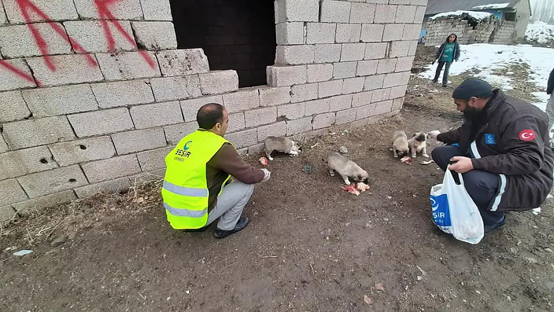 Ağrı'da sokak hayvanlarını unutmadılar