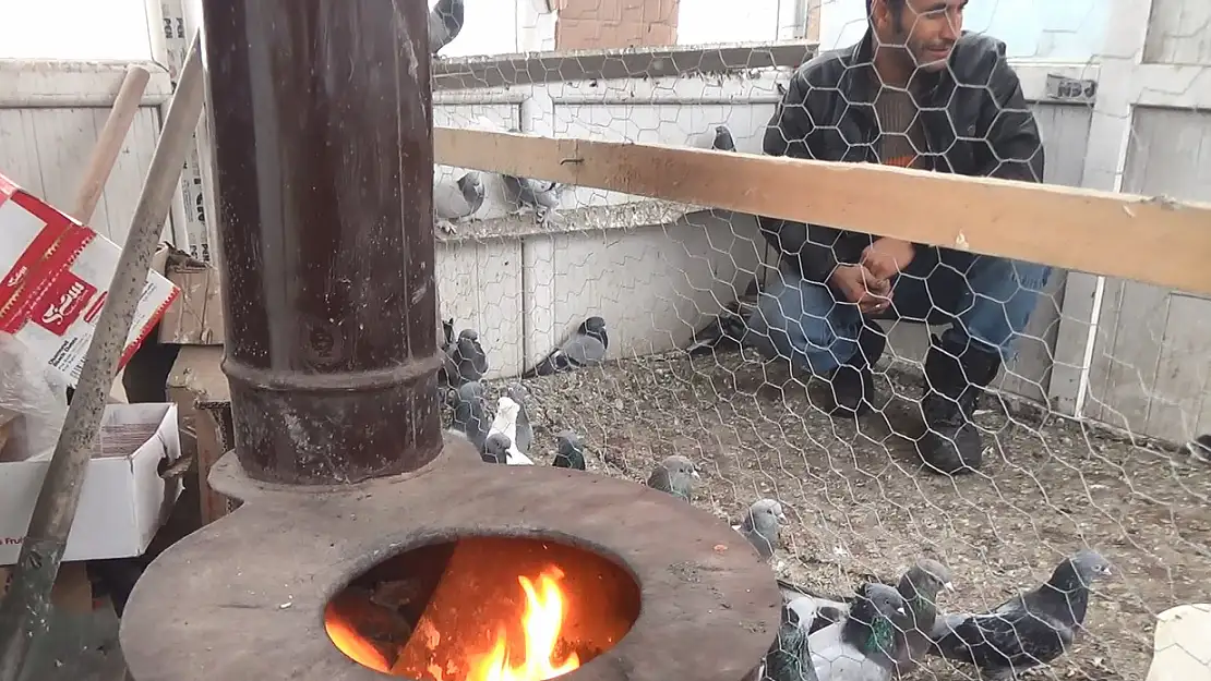 Ağrı'da güvercinler soba ile korunuyor