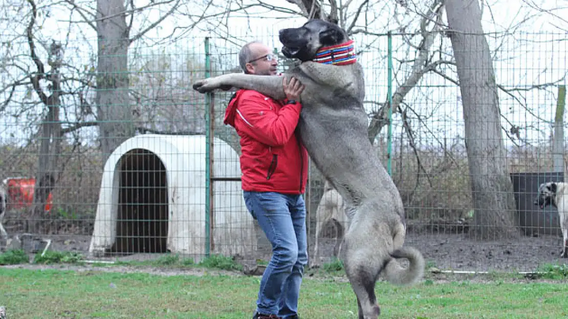 Kangal'ın fiyatı dudak uçuklatıyor