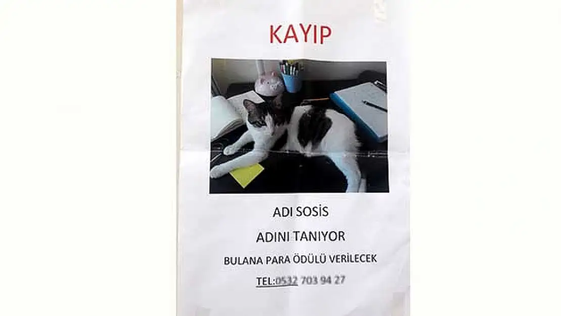 Kedi için kayıp ilanı